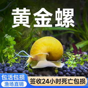 鱼乐多黄金螺观赏螺除藻螺活体清理鱼粮残渣活体鱼缸清洁工具螺