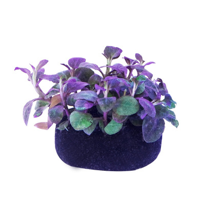 鱼乐多鱼缸水草植物真草造景珍珠蜈蚣绿菊冒泡净水培菌新手装饰