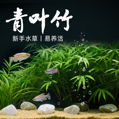 鱼乐多鱼缸水草植物造景火山石水草真草阴性绿植水榕懒人套餐装饰
