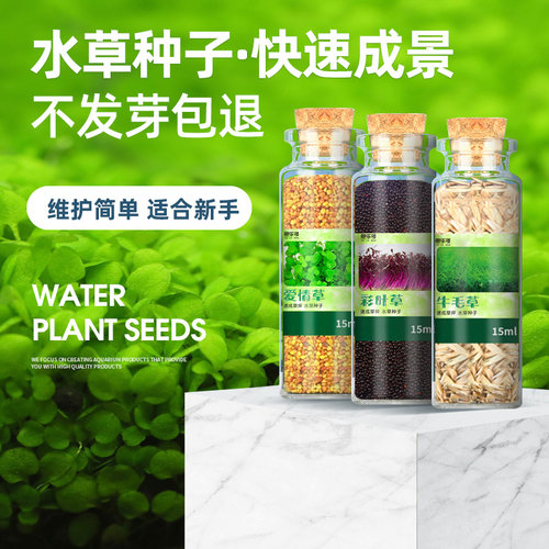 种植简单发芽率高色泽翠绿