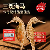 海马干货一对中药材配对泡酒海龙海马煲汤料公母药中药饮片三斑CF