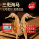 海马干货一对中药材配对泡酒海龙海马煲汤料公母药中药饮片三斑CF