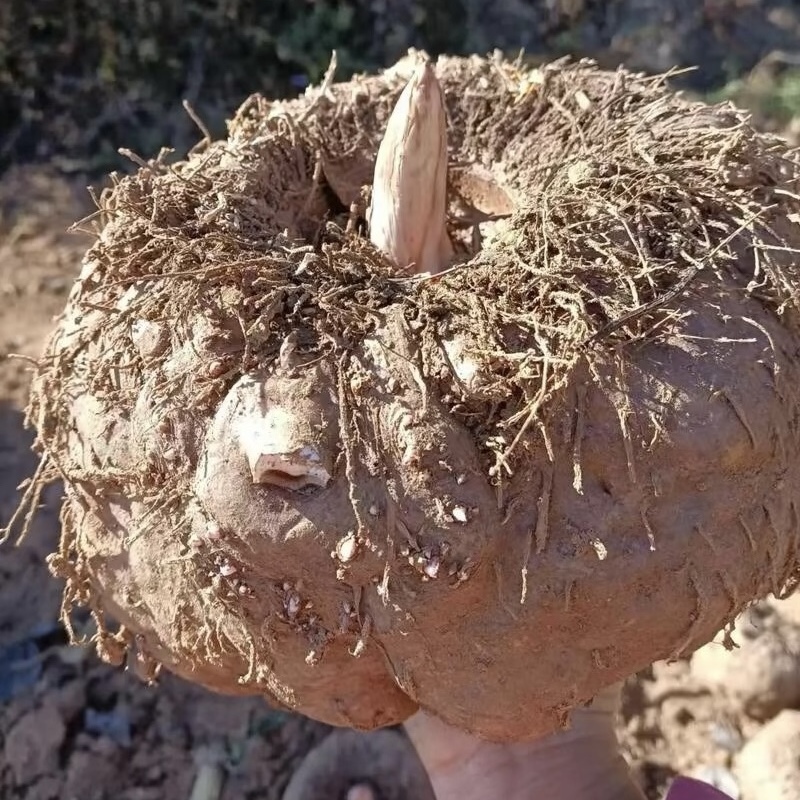 云南土特产新鲜魔芋片魔芋干农家自制魔芋豆腐食材磨芋新鲜现挖