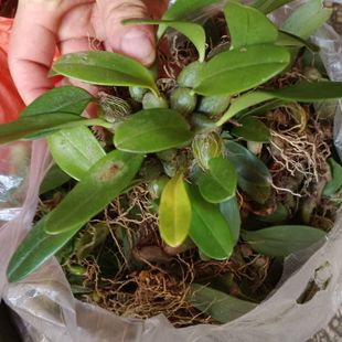 云南新鲜单叶大果石橄榄煲汤果上叶石仙桃优质原生石青皮中药材