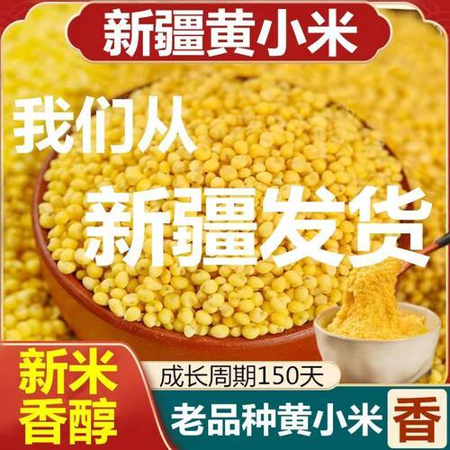 正宗新疆黄小米香滑浓郁