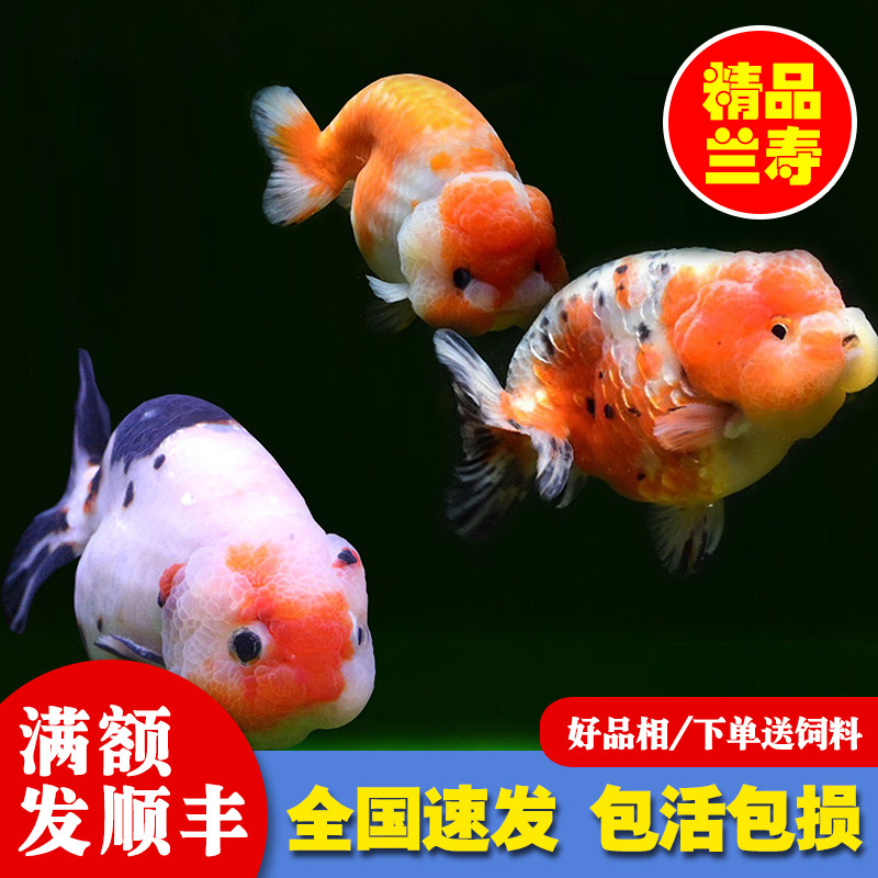 金鱼活体兰寿活鱼观赏宠物冷水鱼五花重墨樱花水墨红白精品蛋种鱼