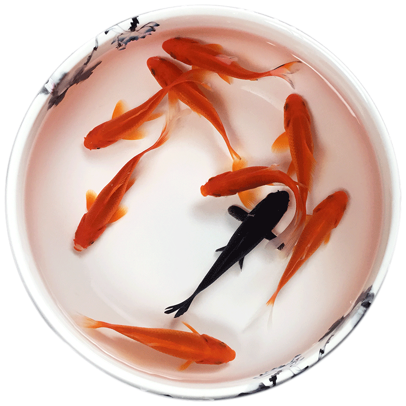 练手闯缸观赏鱼活体龙鱼鳄龟饲料鱼锦鲫金鱼好养淡水冷水鱼红草鱼