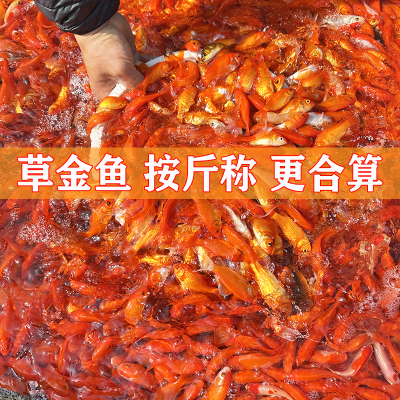 草金鱼饲料鱼小红鱼锦鲫鱼红草鱼好养耐活小金鱼冷水观赏鱼活体鱼