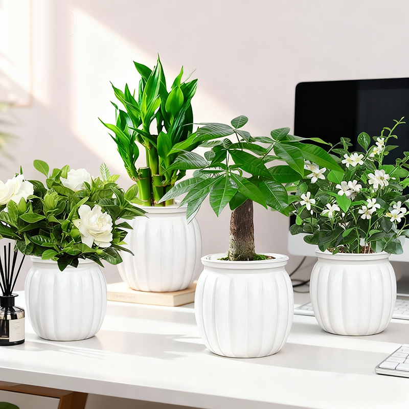 【拍一发四】发财树盆栽室内九里香办公桌面水培植物栀子花卉绿植