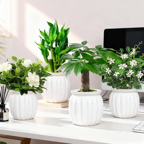 【拍一发四】发财树盆栽室内九里香办公桌面水培植物栀子花卉绿植