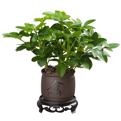 八方来财盆栽客厅办公室好养活