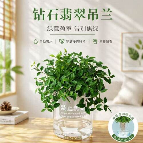 钻石翡翠盆栽室内桌面摆放解压观叶绿植垂吊兰好养易活净化空气