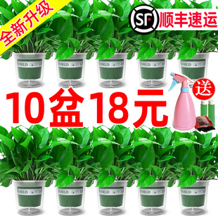 绿萝盆栽室内植物花卉绿植水培长藤垂吊大叶绿箩新房家用净化空气