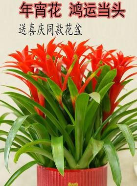 年宵花鸿运当头盆栽室内客厅前台落地款大型凤梨红星植物带花绿植