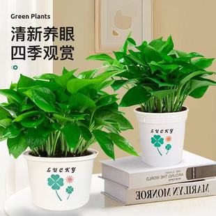 绿萝盆栽室内好养客厅新房小盆栽绿植花卉办公室植物绿箩净化空气