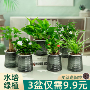 绿萝发财树文竹花卉盆栽室内植物绿箩吊兰富贵竹水培绿植四季 好养