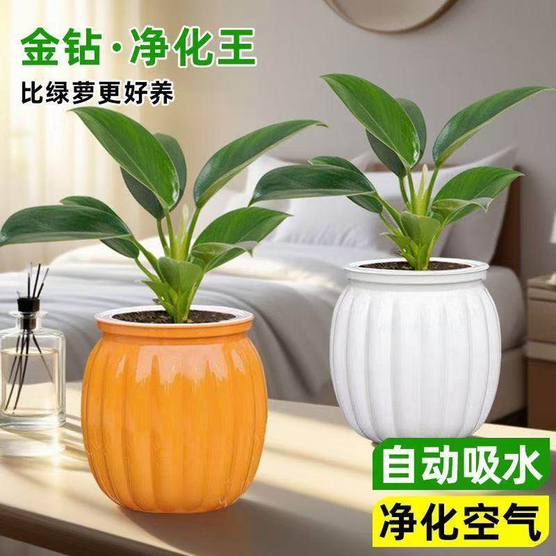 金钻绿公主室内绿植办公桌面盆栽净化空气懒人好养易活植物,鲜花速递/花卉仿真/绿植园艺,绿植,淘宝优惠券,粉丝福利购,淘宝优惠卷