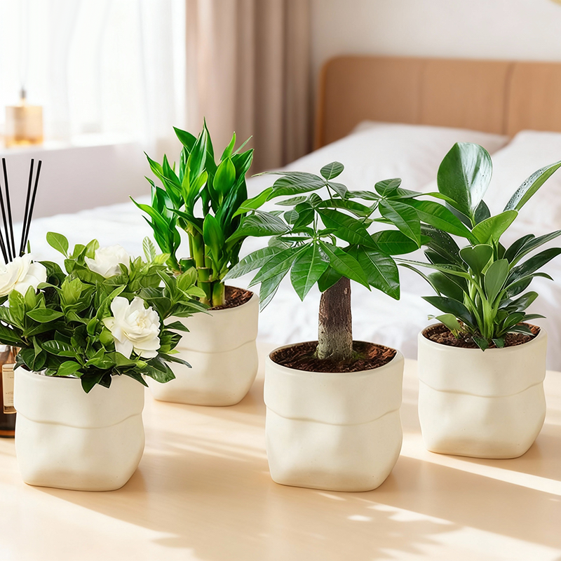 【拍一发四】发财树盆栽室内富贵竹金钻桌面水培植物栀子花卉绿植