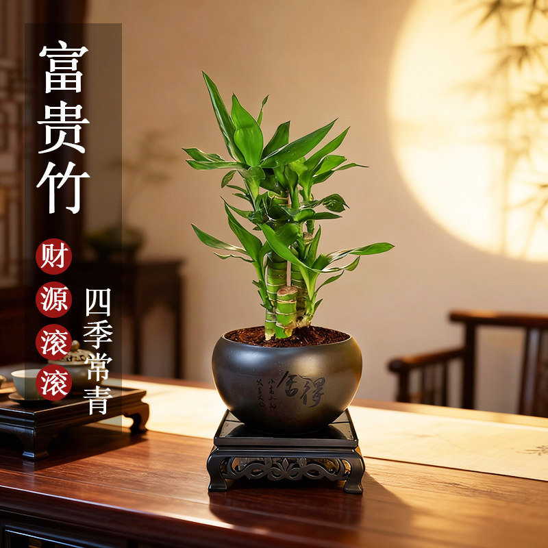 富贵竹室内植物节节高桌面绿植好养步步高花卉文昌竹客厅招财盆栽,鲜花速递/花卉仿真/绿植园艺,绿植,淘宝优惠券,粉丝福利购,淘宝优惠卷