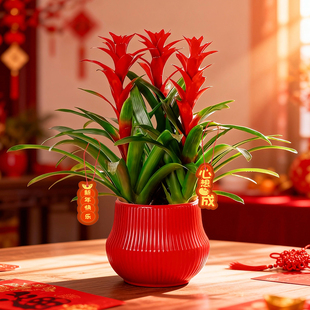 年宵花鸿运当头盆栽植物办公室内带花绿植红星凤梨客厅落地款花卉