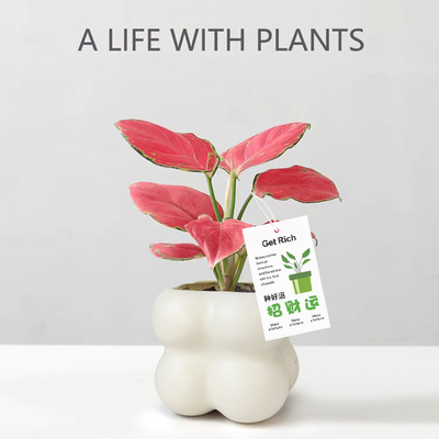 吉利红盆栽室内绿植办公室净化空气桌面好养北欧解压寓意招财植物