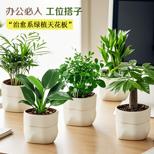 北欧绿植奶油风小盆栽办公室内客厅桌面摆件简约创意网红花卉植物