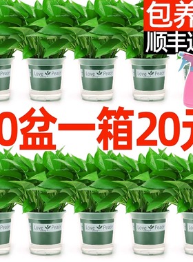 绿萝盆栽花卉植物室内新房家用净化空气长藤垂吊水培绿植大叶绿箩