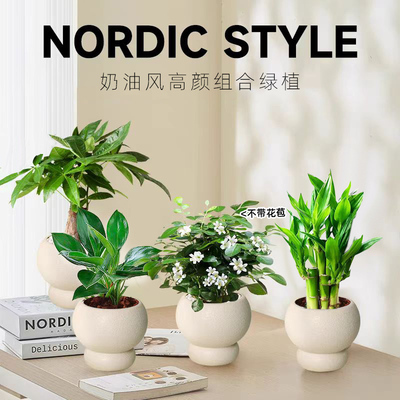 【四件套组合】发财树金钻富贵竹九里香栀子花绿植盆栽桌面绿植