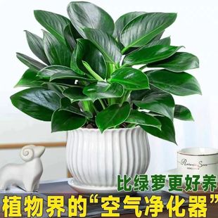 金钻盆栽绿萝箩室内植物花卉水培绿植办公室客厅桌面新房好养多肉