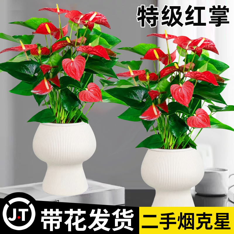 红掌盆栽带花鸿运当头