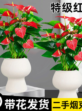 水培红掌盆栽带花鸿运当头一帆风顺净化空气花卉绿植物室内好养活
