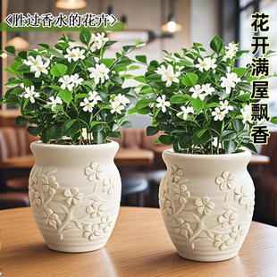 九里香盆栽浓香型驱蚊驱虫植物四季好养活七里香室内花卉网红绿植