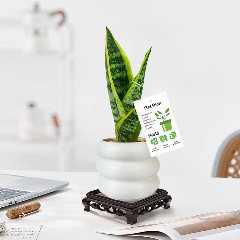 虎尾兰金边虎皮兰室内客厅净化空气四季常青花卉盆栽花卉绿植植物