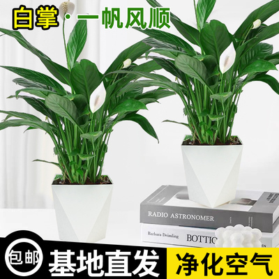 白掌一帆风顺盆栽水培土培办公室内客厅好养四季常青红掌绿植花卉