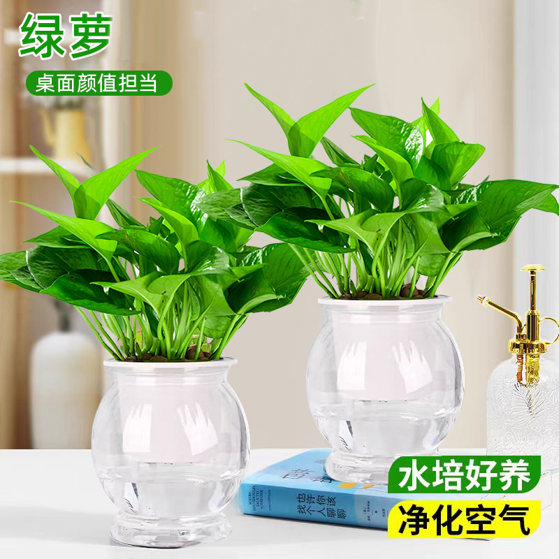 【升级自动吸水】绿萝盆栽室内