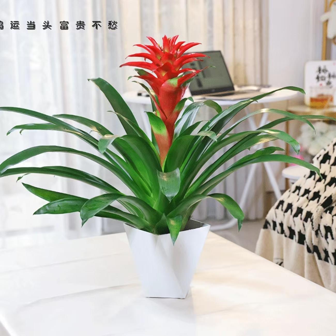 年宵花鸿运当头大红星