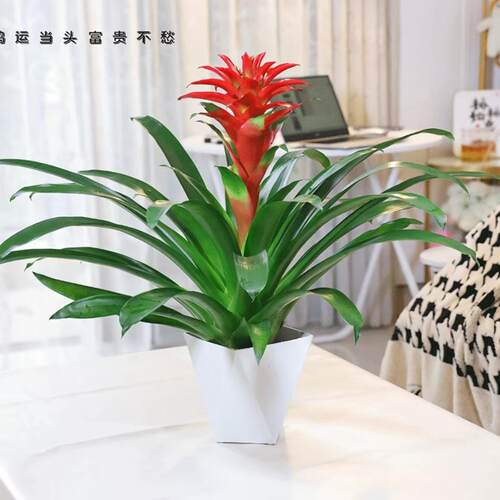 年宵花鸿运当头大红星
