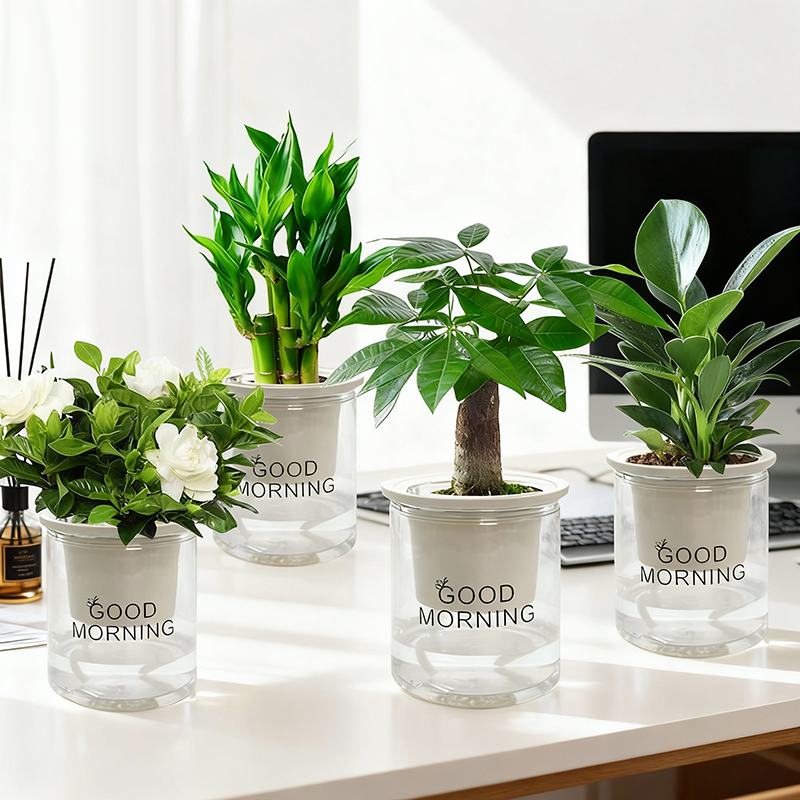 【拍一发四】发财树盆栽室内富贵竹金钻桌面水培植物栀子花卉绿植