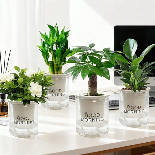【拍一发四】发财树盆栽室内富贵竹金钻桌面水培植物栀子花卉绿植