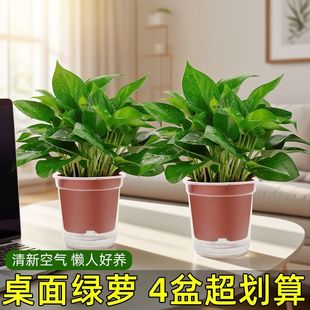 小盆绿萝盆栽室内植物花卉绿植水培绿箩新房家用净化空气