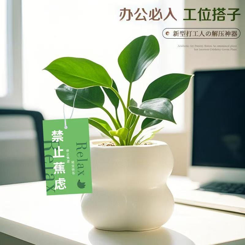 金钻绿公主室内工位绿植高级感小盆栽好养净化空气观叶不焦虑植物图片