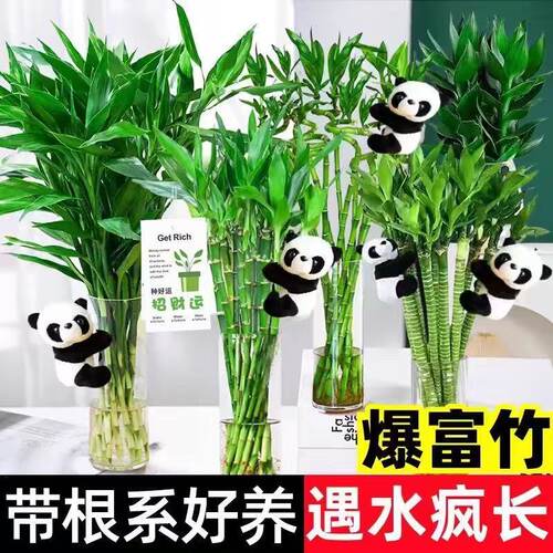 带根富贵竹开运竹水培植物花卉室内绿植盆栽客厅盆景好养转运竹子