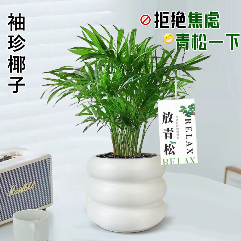 袖珍椰子盆栽室内办公室桌面好养活绿植净化空气不焦虑放青松植物