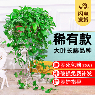 大盆绿萝盆栽长藤垂吊室内客厅净化空气水培大叶绿植花卉爬藤款