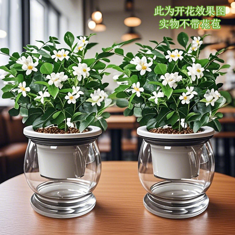 九里香盆栽浓香型驱蚊驱虫植物四季好养活七里香室内花卉网红绿植