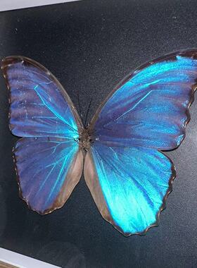 澳大利亚天堂凤蝶蓝色蝴蝶标本手工制作成品装饰家居摆件生日礼物