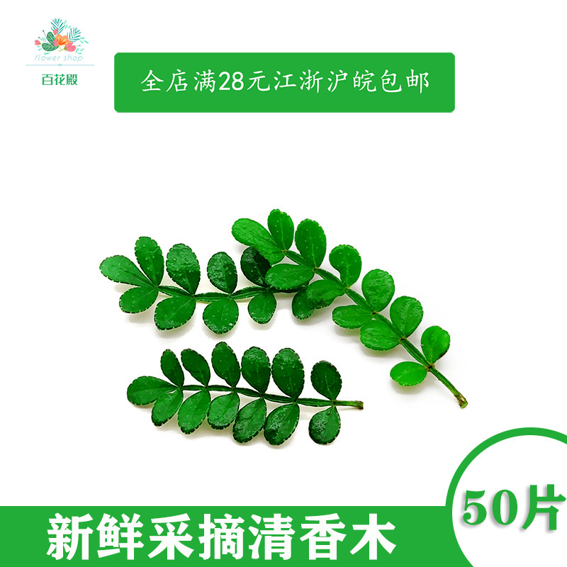新鲜 清香木胡椒木 香叶子 50片日料西餐酒店烘培摆盘装饰点缀