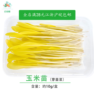 玉米苗新鲜可食用芽苗菜  蔬菜苗西餐装饰点缀摆盘