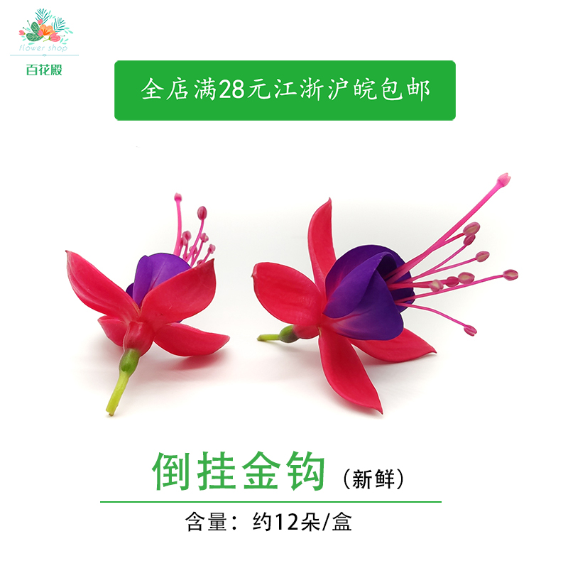 新鲜金钩花 倒挂金钩 吊钟海棠 12朵 酒店冷艺摆盘装饰高档鲜花