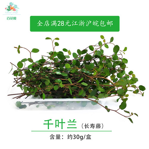 新鲜花草长寿藤吊兰高档酒店叶子